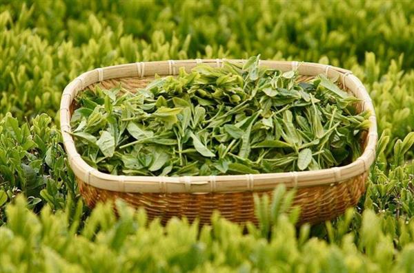 想做評(píng)茶師？那你應(yīng)該來(lái)石家莊聞達(dá)職業(yè)技能培訓(xùn)學(xué)校學(xué)學(xué)了